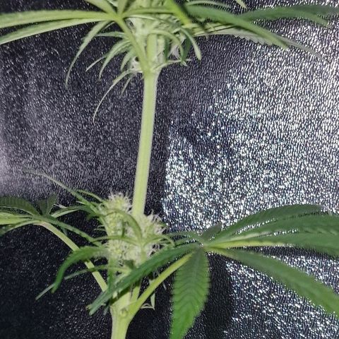 CG - El valle haze growlog timeline photo