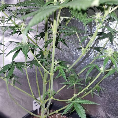 CG - El valle haze growlog timeline photo
