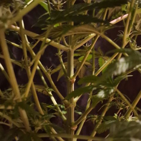 CG - El valle haze growlog timeline photo