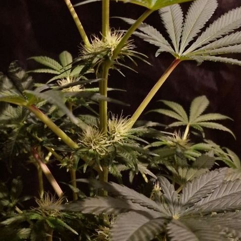 CG - El valle haze growlog timeline photo