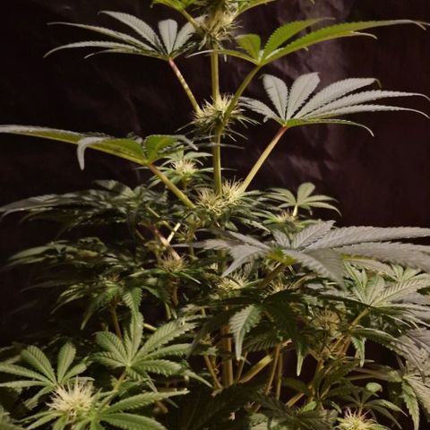 CG - El valle haze growlog timeline photo