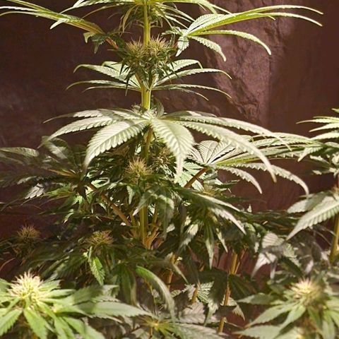 CG - El valle haze growlog timeline photo