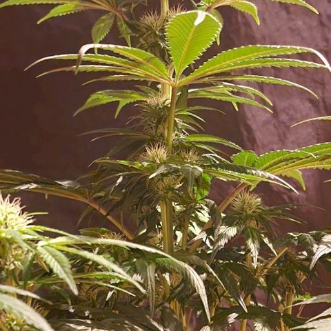 CG - El valle haze growlog timeline photo