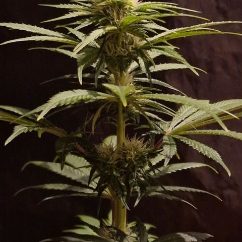 CG - El valle haze growlog timeline photo