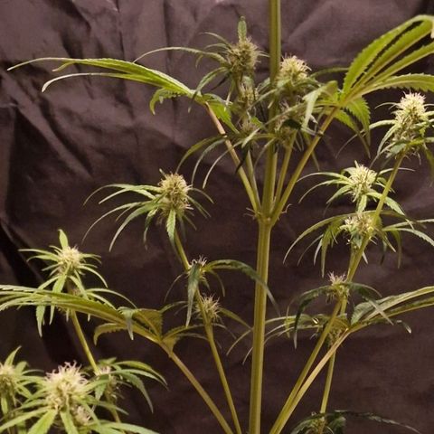 CG - El valle haze growlog timeline photo