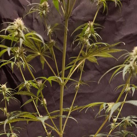 CG - El valle haze growlog timeline photo