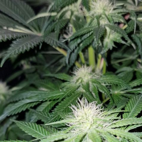 CG - El valle haze growlog timeline photo