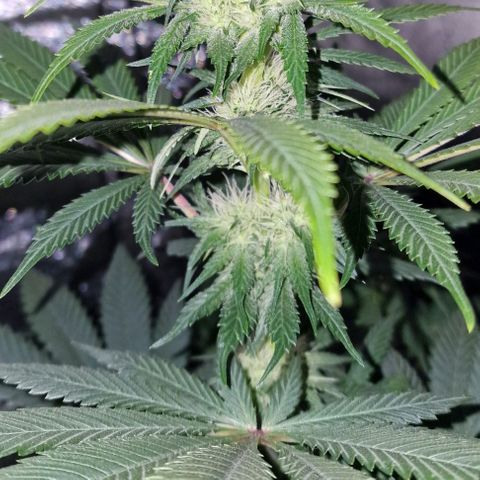 CG - El valle haze growlog timeline photo