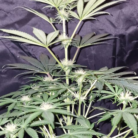 CG - El valle haze growlog timeline photo