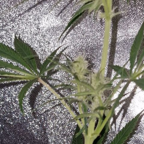 CG - El valle haze growlog timeline photo