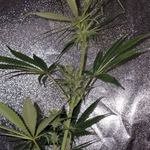 CG - El valle haze growlog timeline photo