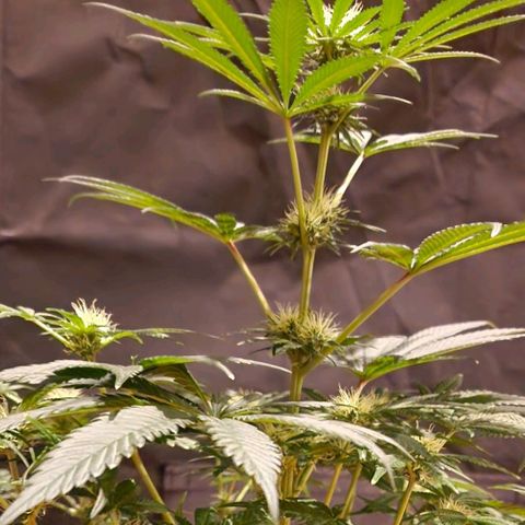 CG - El valle haze growlog timeline photo