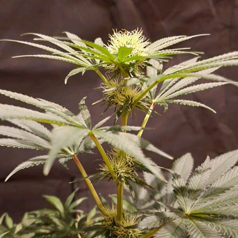 CG - El valle haze growlog timeline photo