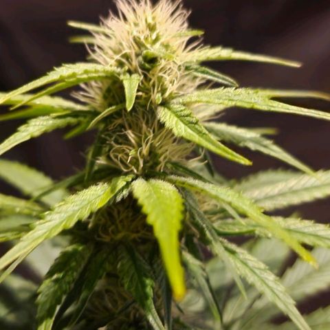 CG - El valle haze growlog timeline photo