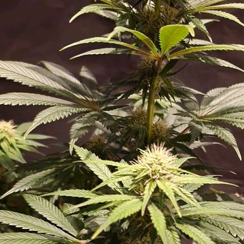 CG - El valle haze growlog timeline photo