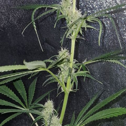 CG - El valle haze growlog timeline photo