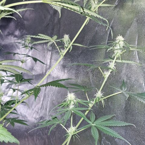 CG - El valle haze growlog timeline photo