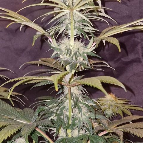 CG - El valle haze growlog timeline photo