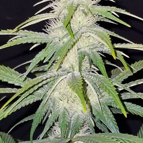 CG - El valle haze growlog timeline photo