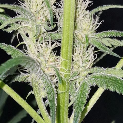 CG - El valle haze growlog timeline photo