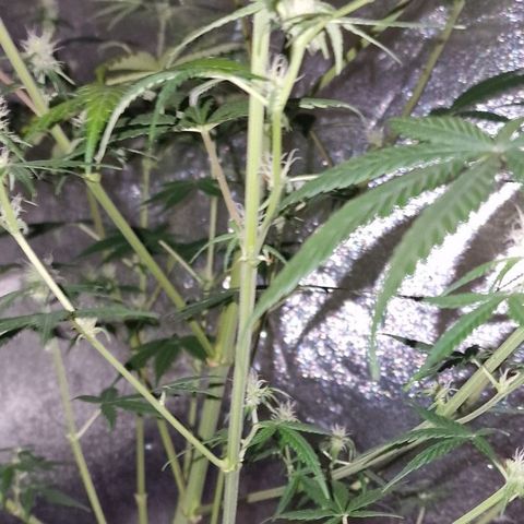 CG - El valle haze growlog timeline photo