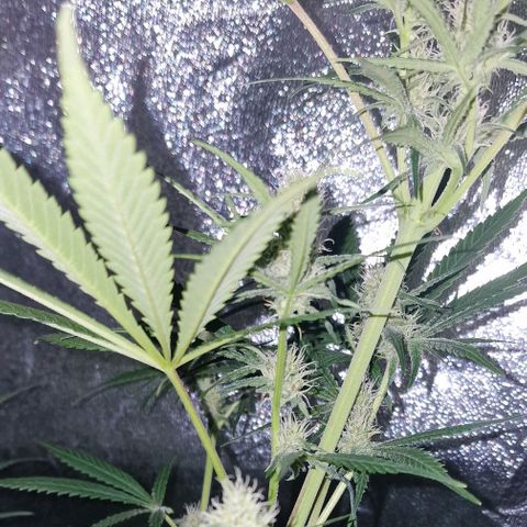 CG - El valle haze growlog timeline photo