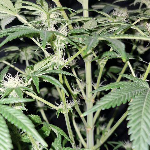 CG - El valle haze growlog timeline photo