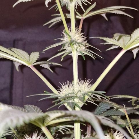 CG - El valle haze growlog timeline photo