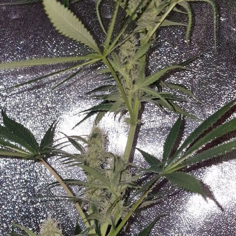 CG - El valle haze growlog timeline photo