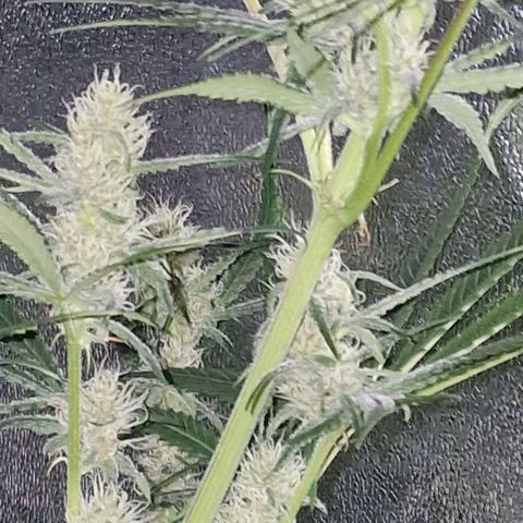 CG - El valle haze growlog timeline photo