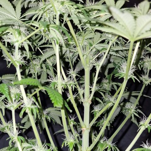 CG - El valle haze growlog timeline photo