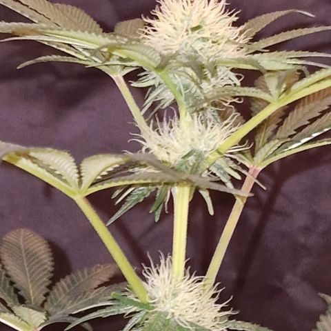 CG - El valle haze growlog timeline photo