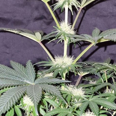 CG - El valle haze growlog timeline photo