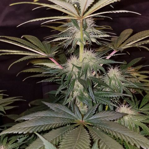 CG - El valle haze growlog timeline photo