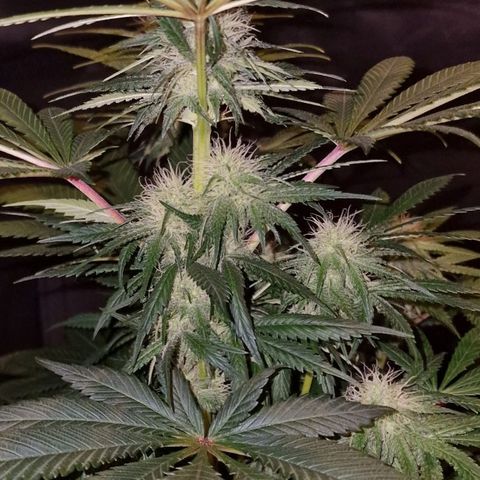 CG - El valle haze growlog timeline photo