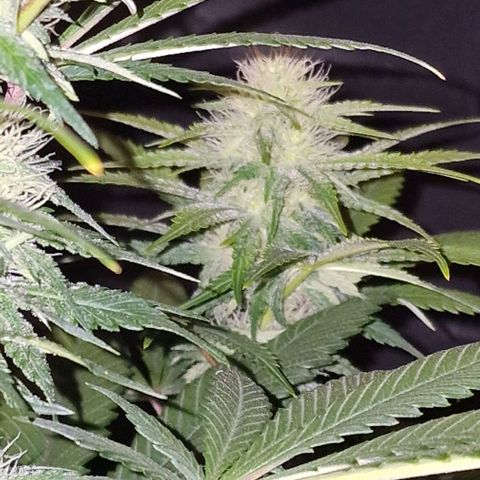 CG - El valle haze growlog timeline photo