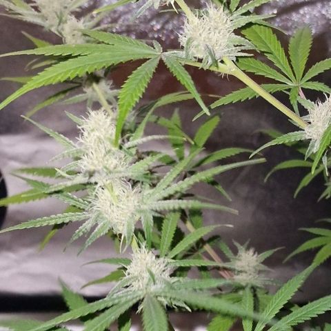 CG - El valle haze growlog timeline photo