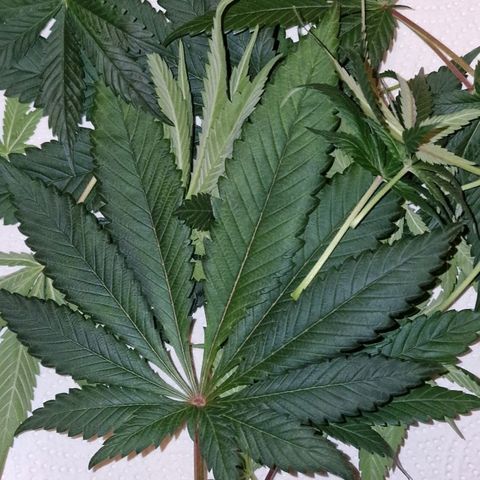 CG - El valle haze growlog timeline photo