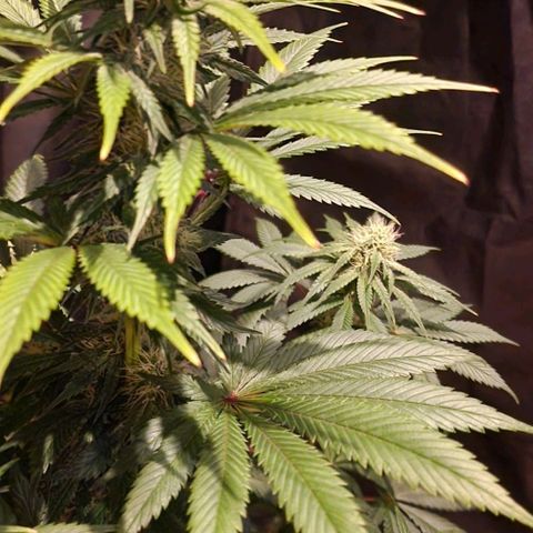 CG - El valle haze growlog timeline photo