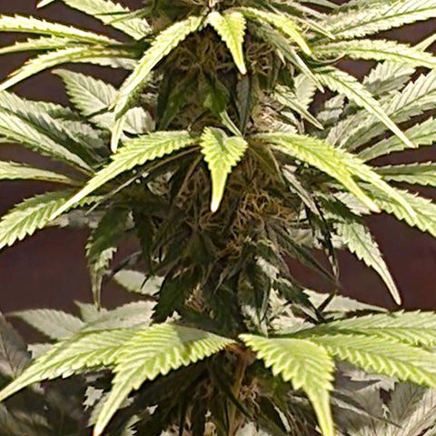 CG - El valle haze growlog timeline photo