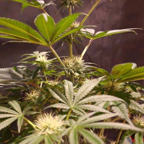 CG - El valle haze growlog timeline photo
