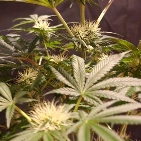 CG - El valle haze growlog timeline photo