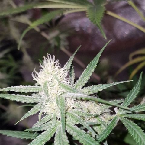 CG - El valle haze growlog timeline photo