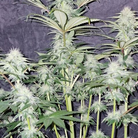 CG - El valle haze growlog timeline photo