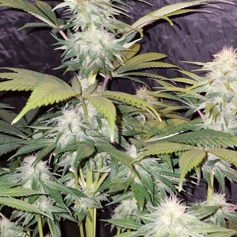 CG - El valle haze growlog timeline photo