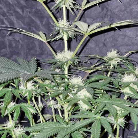 CG - El valle haze growlog timeline photo