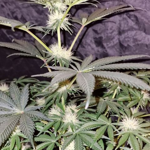 CG - El valle haze growlog timeline photo