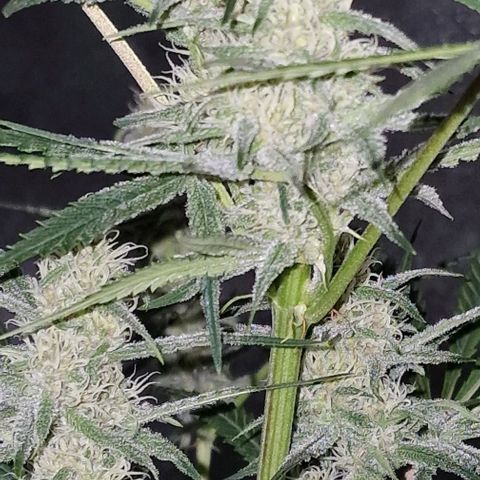 CG - El valle haze growlog timeline photo