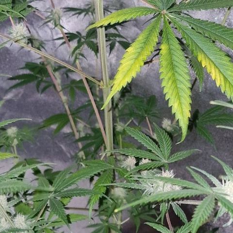 CG - El valle haze growlog timeline photo