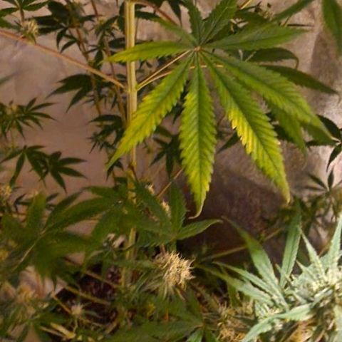 CG - El valle haze growlog timeline photo